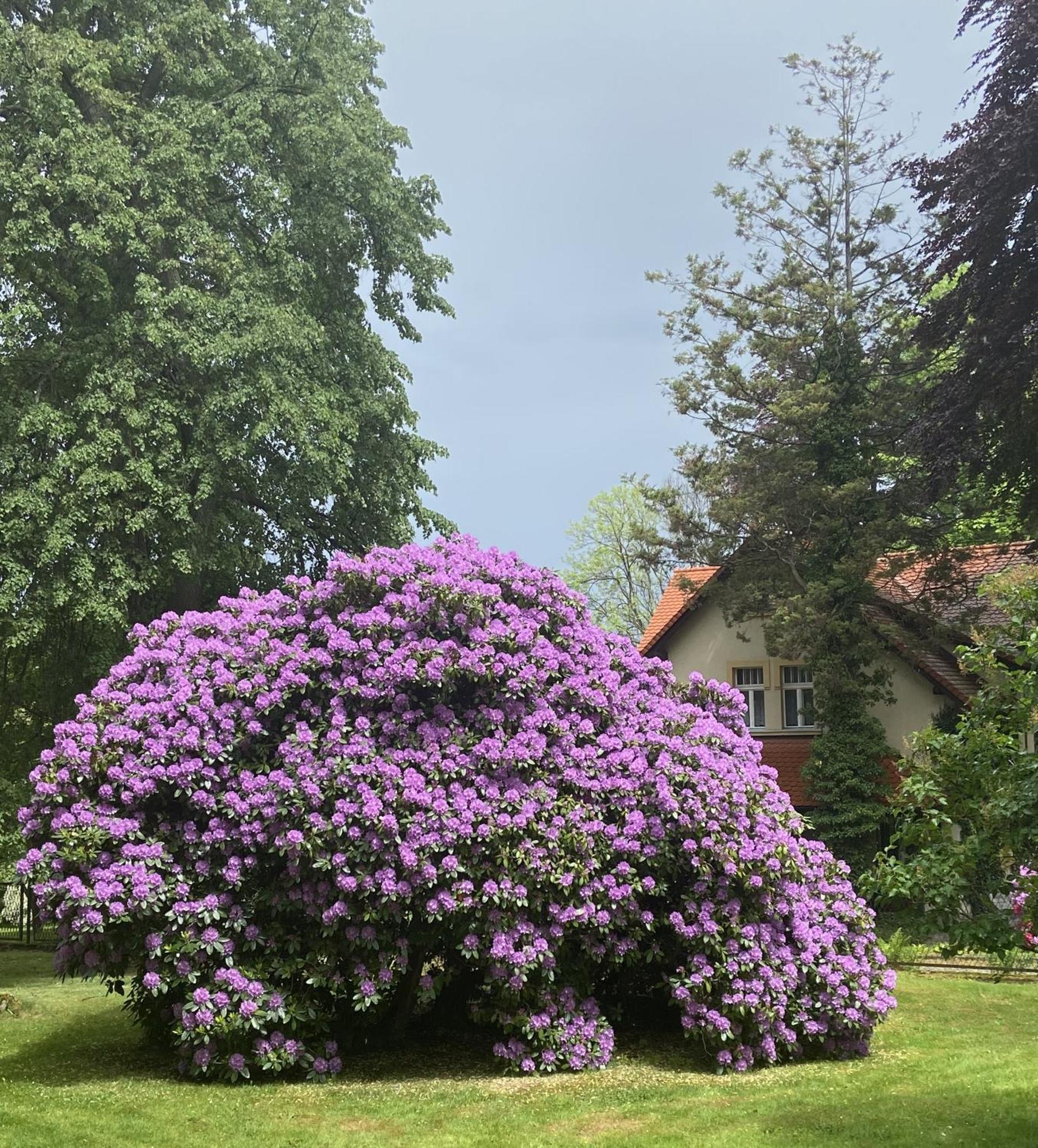 Villa Parkowa 5 Swieradow-Zdroj Bagian luar foto